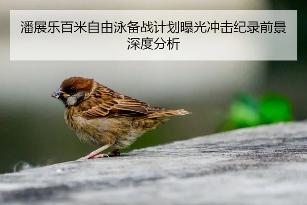 潘展乐百米自由泳备战计划曝光冲击纪录前景深度分析